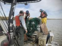 Three people on a small boat standing around a green net (otter trawl) used for fish surveys.