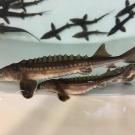 Sturgeon