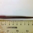 Lamprey Sample